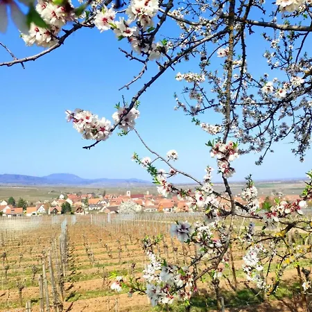 Apartmán Au Coeur De Kaysersberg-le Cocon De Jeanne