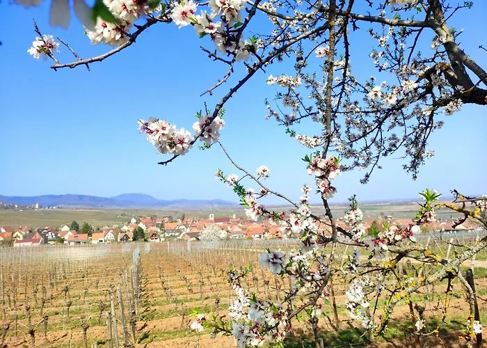 Apartment Au Coeur De Kaysersberg-le Cocon De Jeanne